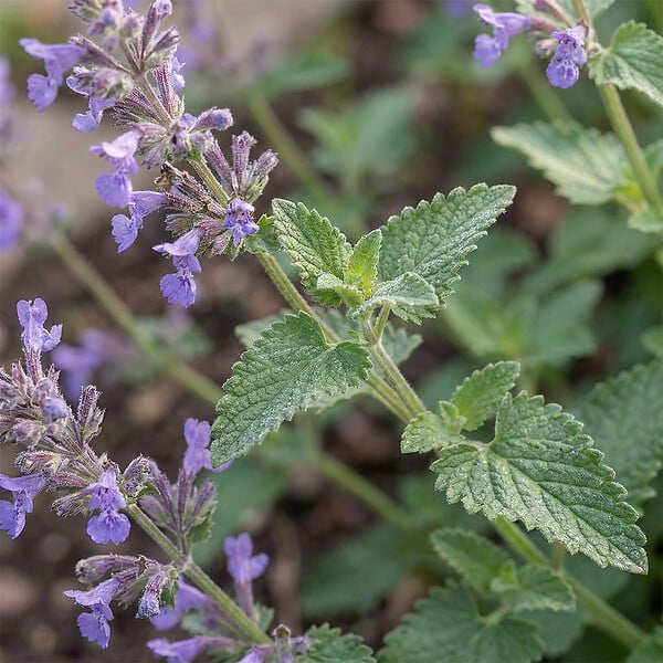 BLOOMIQUE - Lot de 3 - Nepeta Walker's Low - Cataire - Rustique - Vivace - Mellifère - P. 9 cm - large