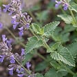 BLOOMIQUE - Lot de 3 - Nepeta Walker's Low - Cataire - Rustique - Vivace - Mellifère - P. 9 cm - vignette