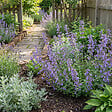 BLOOMIQUE - Lot de 3 - Nepeta Walker's Low - Cataire - Rustique - Vivace - Mellifère - P. 9 cm - vignette
