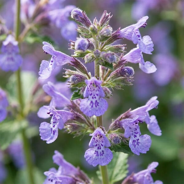 BLOOMIQUE - Lot de 3 - Nepeta Walker's Low - Cataire - Rustique - Vivace - Mellifère - P. 9 cm - large