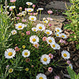 BLOOMIQUE - Lot de 3 - Erigeron karvinskianus - Vergerette des murailles - H. 10-20 cm - P. 9 cm - vignette