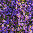 BLOOMIQUE - Lot de 6 - Aster ‘Professor Anton Kippenberg’ - Aster - Floraison abondante - H. 10-20 cm - P. 9 cm - vignette