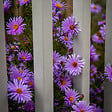 BLOOMIQUE - Lot de 6 - Aster ‘Professor Anton Kippenberg’ - Aster - Floraison abondante - H. 10-20 cm - P. 9 cm - vignette