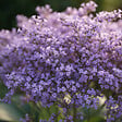 BLOOMIQUE - Lot de 3 - Limonium latifolium - Lavande de mer - Rustique - Vivace - Hauteur 10-20 cm - Pot 9 cm - vignette