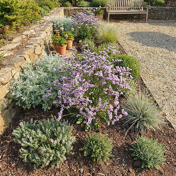 BLOOMIQUE - Lot de 3 - Limonium latifolium - Lavande de mer - Rustique - Vivace - Hauteur 10-20 cm - Pot 9 cm - large