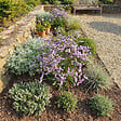BLOOMIQUE - Lot de 3 - Limonium latifolium - Lavande de mer - Rustique - Vivace - Hauteur 10-20 cm - Pot 9 cm - vignette