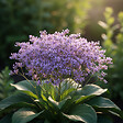 BLOOMIQUE - Lot de 3 - Limonium latifolium - Lavande de mer - Rustique - Vivace - Hauteur 10-20 cm - Pot 9 cm - vignette