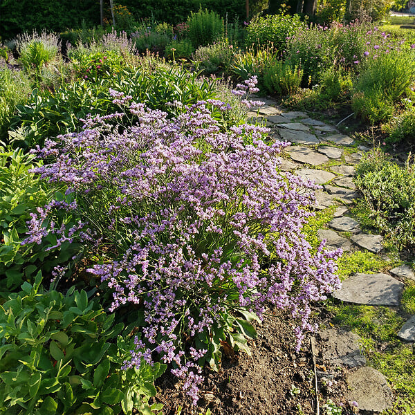 BLOOMIQUE - Lot de 3 - Limonium latifolium - Lavande de mer - Rustique - Vivace - Hauteur 10-20 cm - Pot 9 cm - large
