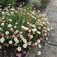 BLOOMIQUE - Lot de 6 - Erigeron karvinskianus - Vergerette des murailles - H. 10-20 cm - P. 9 cm - vignette