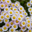 BLOOMIQUE - Lot de 6 - Erigeron karvinskianus - Vergerette des murailles - H. 10-20 cm - P. 9 cm - vignette