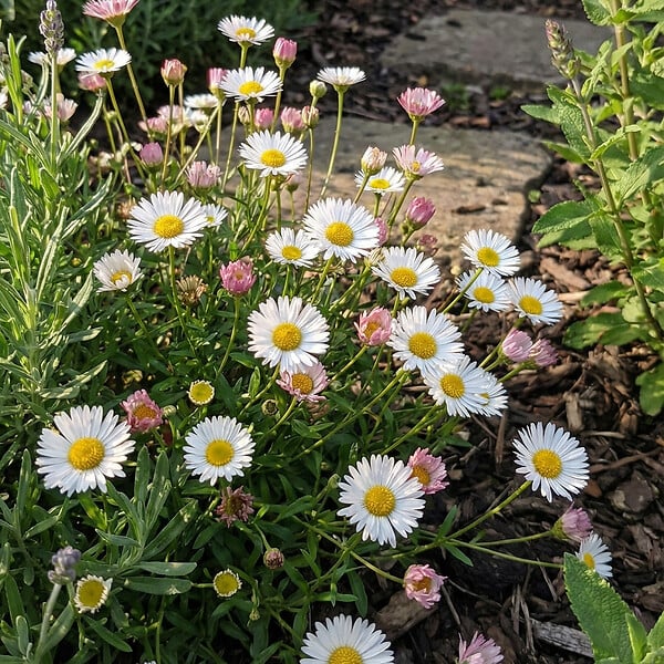 BLOOMIQUE - Lot de 6 - Erigeron karvinskianus - Vergerette des murailles - H. 10-20 cm - P. 9 cm - large