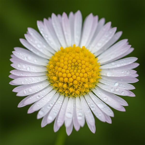 BLOOMIQUE - Lot de 6 - Erigeron karvinskianus - Vergerette des murailles - H. 10-20 cm - P. 9 cm - large