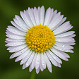 BLOOMIQUE - Lot de 6 - Erigeron karvinskianus - Vergerette des murailles - H. 10-20 cm - P. 9 cm - vignette