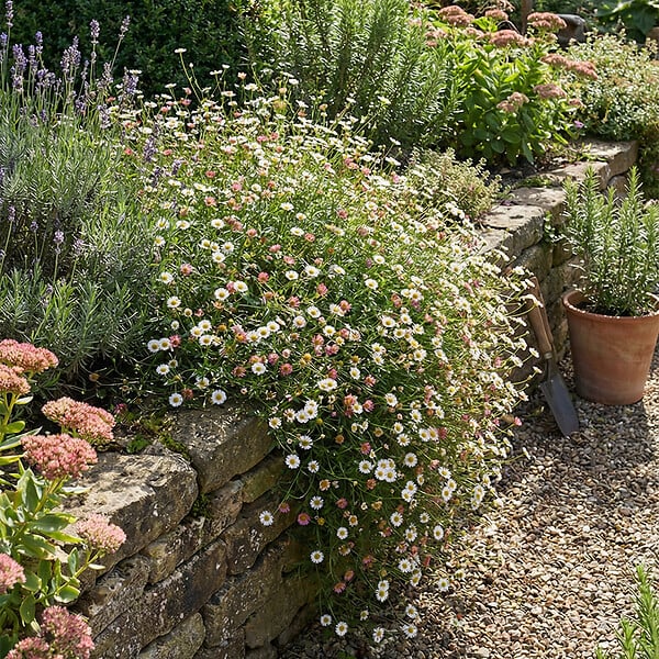 BLOOMIQUE - Lot de 6 - Erigeron karvinskianus - Vergerette des murailles - H. 10-20 cm - P. 9 cm - large