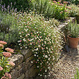 BLOOMIQUE - Lot de 6 - Erigeron karvinskianus - Vergerette des murailles - H. 10-20 cm - P. 9 cm - vignette