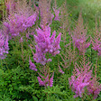 BLOOMIQUE - Lot de 6 - Astilbe Chinensis Pumila - Fausse spirée - Plante de Jardin - H. 10-20 cm - P. 9 cm - vignette