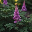 BLOOMIQUE - Lot de 6 - Astilbe Chinensis Pumila - Fausse spirée - Plante de Jardin - H. 10-20 cm - P. 9 cm - vignette