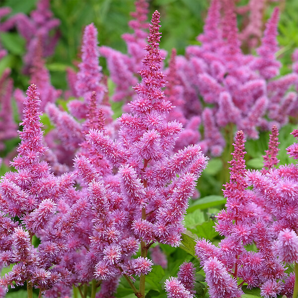 BLOOMIQUE - Lot de 6 - Astilbe Chinensis Pumila - Fausse spirée - Plante de Jardin - H. 10-20 cm - P. 9 cm - large