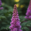BLOOMIQUE - Lot de 6 - Astilbe Chinensis Pumila - Fausse spirée - Plante de Jardin - H. 10-20 cm - P. 9 cm - vignette