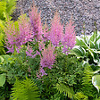 BLOOMIQUE - Lot de 6 - Astilbe Chinensis Pumila - Fausse spirée - Plante de Jardin - H. 10-20 cm - P. 9 cm - vignette