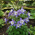 BLOOMIQUE - Lot de 6 - Aquilegia Caerulea ‘Spring Magic Blue & White’ - Ancolie - H. 10-20 cm - P. 9 cm - vignette