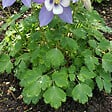 BLOOMIQUE - Lot de 6 - Aquilegia Caerulea ‘Spring Magic Blue & White’ - Ancolie - H. 10-20 cm - P. 9 cm - vignette