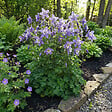 BLOOMIQUE - Lot de 6 - Aquilegia Caerulea ‘Spring Magic Blue & White’ - Ancolie - H. 10-20 cm - P. 9 cm - vignette