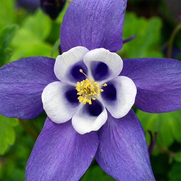 BLOOMIQUE - Lot de 6 - Aquilegia Caerulea ‘Spring Magic Blue & White’ - Ancolie - H. 10-20 cm - P. 9 cm - large