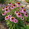 BLOOMIQUE - Lot de 3 - Echinacea purpurea - Échinacée pourpre - Floraison abondante - H. 10-20 cm - P. 9 cm - vignette