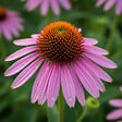 BLOOMIQUE - Lot de 3 - Echinacea purpurea - Échinacée pourpre - Floraison abondante - H. 10-20 cm - P. 9 cm - vignette