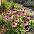 BLOOMIQUE - Lot de 3 - Echinacea purpurea - Échinacée pourpre - Floraison abondante - H. 10-20 cm - P. 9 cm - vignette