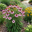 BLOOMIQUE - Lot de 3 - Echinacea purpurea - Échinacée pourpre - Floraison abondante - H. 10-20 cm - P. 9 cm - vignette