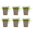 BLOOMIQUE - Lot de 6 - Thymus Albiflorus - Thym rampant - Rustique - Vivace - Couvre-sol - Persistant - P. 9 cm - vignette