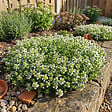 BLOOMIQUE - Lot de 6 - Thymus Albiflorus - Thym rampant - Rustique - Vivace - Couvre-sol - Persistant - P. 9 cm - vignette