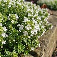 BLOOMIQUE - Lot de 6 - Thymus Albiflorus - Thym rampant - Rustique - Vivace - Couvre-sol - Persistant - P. 9 cm - vignette