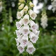 BLOOMIQUE - Lot de 6 - Digitalis Purp. Dalmatian White - Digitale - Floraison abondante - H. 10-20 cm - P. 9 cm - vignette