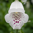 BLOOMIQUE - Lot de 6 - Digitalis Purp. Dalmatian White - Digitale - Floraison abondante - H. 10-20 cm - P. 9 cm - vignette