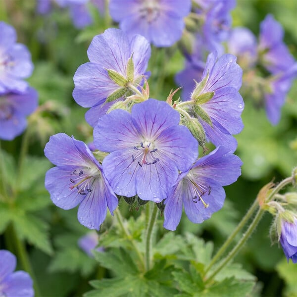 BLOOMIQUE - Lot de 3 - Polemonium Caeruleum 'Bambino Blue' - Échelle de Jacob - H. 10-20 cm - P. 9 cm - large
