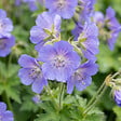 BLOOMIQUE - Lot de 3 - Polemonium Caeruleum 'Bambino Blue' - Échelle de Jacob - H. 10-20 cm - P. 9 cm - vignette