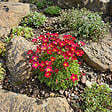 BLOOMIQUE - Lot de 3 - Saxifraga Carpet Purple Robe - Saxifrage - Floraison abondante - H. 10-20 cm - P. 9 cm - vignette