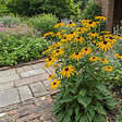 BLOOMIQUE - Lot de 3 - Rudbeckia Fulgida ‘Goldsturm’ - Rudbeckie - Floraison abondante - Rustique - P. 9 cm - vignette