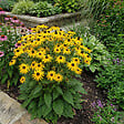 BLOOMIQUE - Lot de 3 - Rudbeckia Fulgida ‘Goldsturm’ - Rudbeckie - Floraison abondante - Rustique - P. 9 cm - vignette