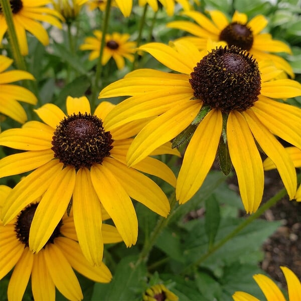 BLOOMIQUE - Lot de 3 - Rudbeckia Fulgida ‘Goldsturm’ - Rudbeckie - Floraison abondante - Rustique - P. 9 cm - large
