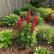 BLOOMIQUE - Lot de 6 - Lupinus Gallery Red - Lupin - Rustique - Vivace - Hauteur 10-20 cm - Pot 9 cm - vignette