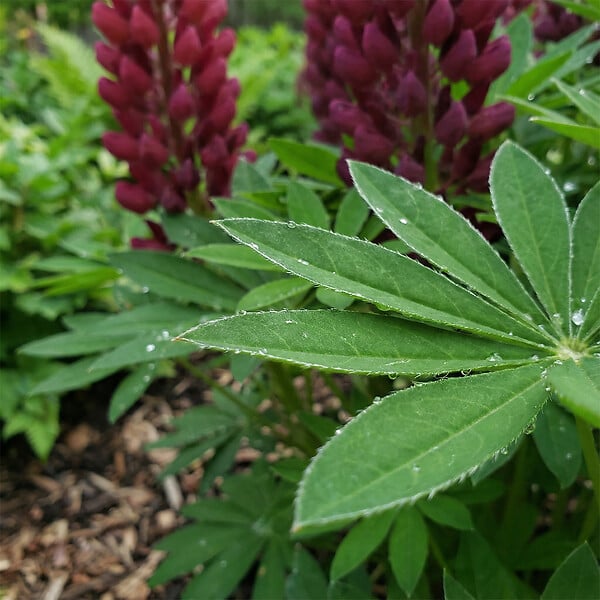 BLOOMIQUE - Lot de 6 - Lupinus Gallery Red - Lupin - Rustique - Vivace - Hauteur 10-20 cm - Pot 9 cm - large