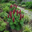 BLOOMIQUE - Lot de 6 - Lupinus Gallery Red - Lupin - Rustique - Vivace - Hauteur 10-20 cm - Pot 9 cm - vignette