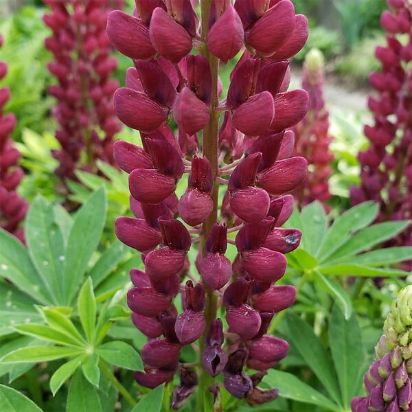 BLOOMIQUE - Lot de 6 - Lupinus Gallery Red - Lupin - Rustique - Vivace - Hauteur 10-20 cm - Pot 9 cm - large