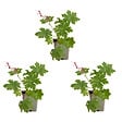 BLOOMIQUE - Lot de 3 - Géranium macrorrhizum ‘Spessart’ - Géranium couvre-sol - H. 10-20 cm - P. 9 cm - vignette