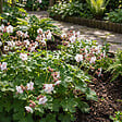 BLOOMIQUE - Lot de 3 - Géranium macrorrhizum ‘Spessart’ - Géranium couvre-sol - H. 10-20 cm - P. 9 cm - vignette