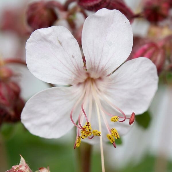 BLOOMIQUE - Lot de 3 - Géranium macrorrhizum ‘Spessart’ - Géranium couvre-sol - H. 10-20 cm - P. 9 cm - large
